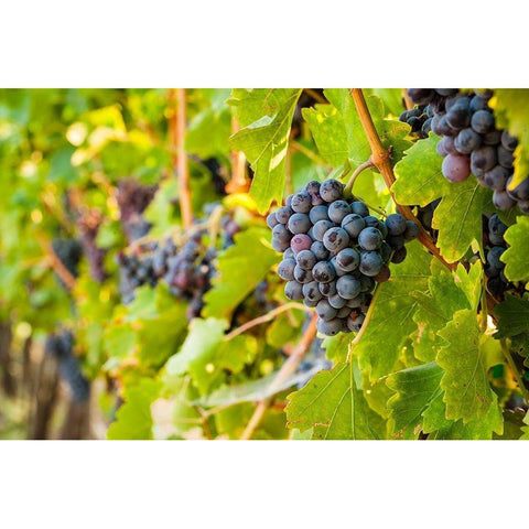Washington State-Yakima Valley Clusters of Grenache grapes in a Yakima Valley vineyard Black Modern Wood Framed Art Print by Duval, Richard