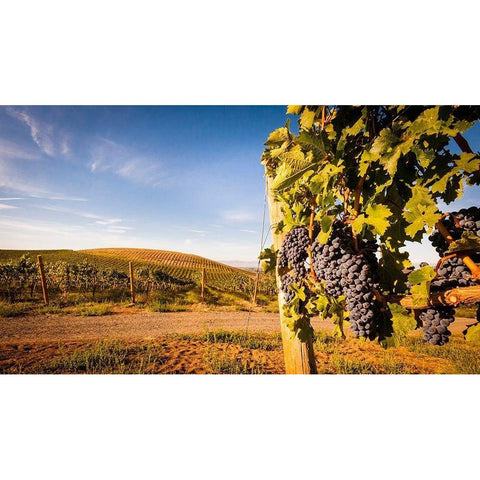 Washington State-Yakima Valley Clusters of Cabernet Sauvignon at Yakima Valley vineyard Gold Ornate Wood Framed Art Print with Double Matting by Duval, Richard