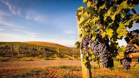Washington State-Yakima Valley Clusters of Cabernet Sauvignon at Yakima Valley vineyard White Modern Wood Framed Art Print with Double Matting by Duval, Richard