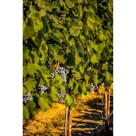 Washington State-Zillah Harvest of rows of Cabernet Sauvignon in a Yakima Valley vineyard Gold Ornate Wood Framed Art Print with Double Matting by Duval, Richard