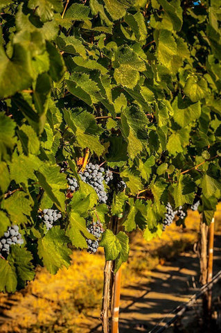 Washington State-Zillah Harvest of rows of Cabernet Sauvignon in a Yakima Valley vineyard White Modern Wood Framed Art Print with Double Matting by Duval, Richard