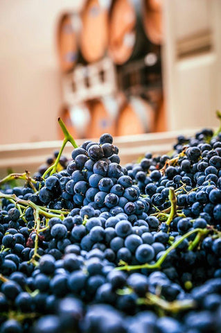 Washington State-Woodinville Clusters of Cabernet Sauvignon sit in bins in a winery Black Ornate Wood Framed Art Print with Double Matting by Duval, Richard