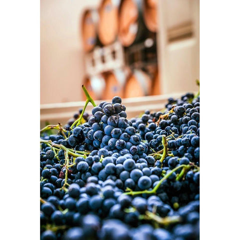Washington State-Woodinville Clusters of Cabernet Sauvignon sit in bins in a winery Black Modern Wood Framed Art Print by Duval, Richard