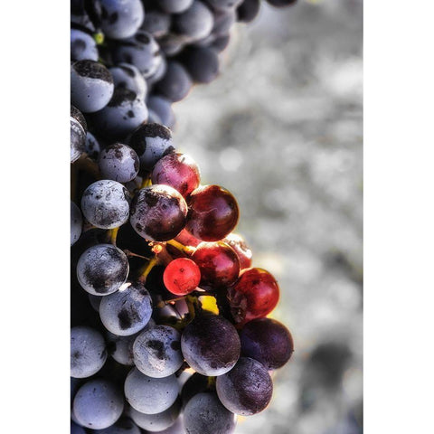 Yakima Valley Tempranillo grapes in the last stages of veraison-the ripening process White Modern Wood Framed Art Print by Duval, Richard