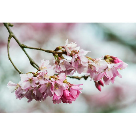 Washington State-Bellevue Cherry blossoms Black Modern Wood Framed Art Print by Tilley, Rob