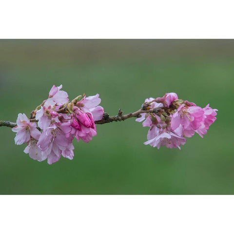 Washington State-Bellevue Cherry blossoms Black Modern Wood Framed Art Print by Tilley, Rob