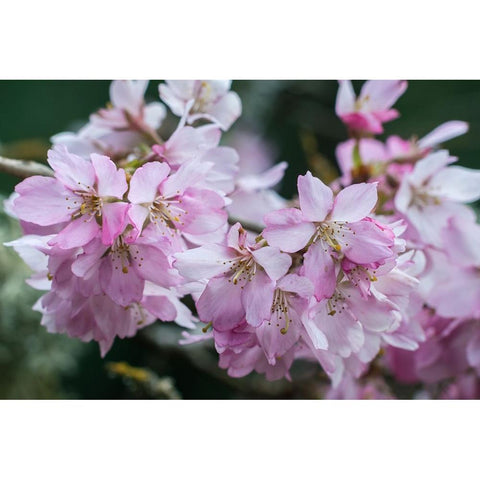 Washington State-Bellevue Cherry blossoms Black Modern Wood Framed Art Print by Tilley, Rob