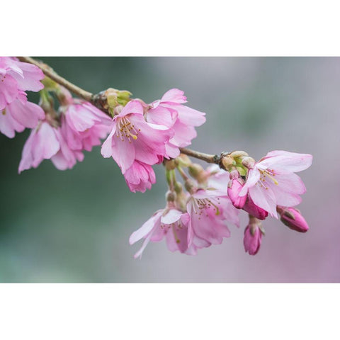 Washington State-Bellevue Cherry blossoms White Modern Wood Framed Art Print by Tilley, Rob