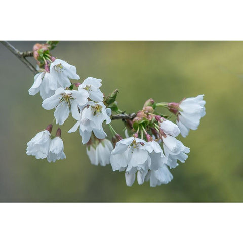 Washington State-Bellevue Cherry blossoms Black Modern Wood Framed Art Print by Tilley, Rob