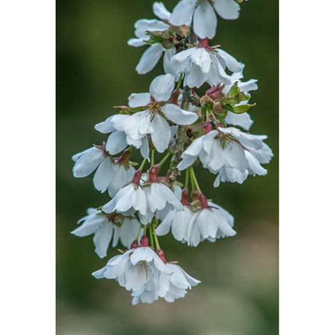 Washington State-Bellevue Cherry blossoms Black Modern Wood Framed Art Print by Tilley, Rob