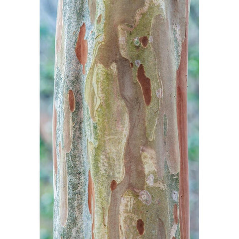 Washington State-Bellevue Crape Myrtle trunk Black Modern Wood Framed Art Print with Double Matting by Tilley, Rob