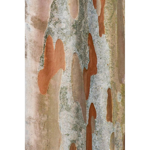 Washington State-Bellevue Crape Myrtle trunk White Modern Wood Framed Art Print by Tilley, Rob