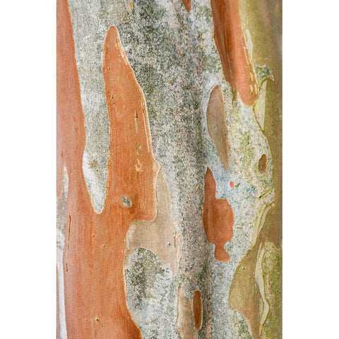 Washington State-Bellevue Crape Myrtle trunk Black Modern Wood Framed Art Print by Tilley, Rob