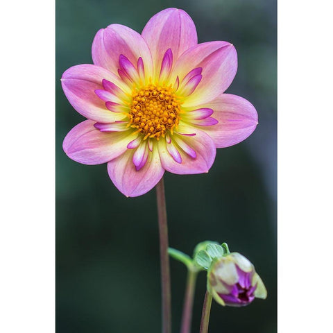 Washington State-Bellevue Dahlia Black Modern Wood Framed Art Print with Double Matting by Tilley, Rob