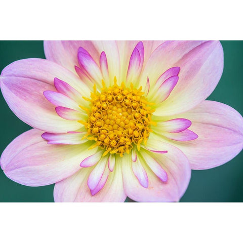Washington State-Bellevue Dahlia Black Modern Wood Framed Art Print by Tilley, Rob