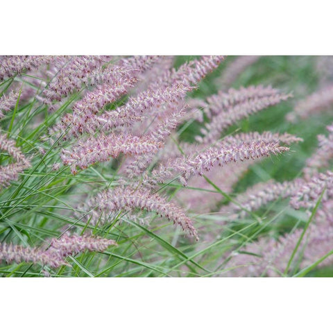 Washington State-Bellevue Fountain grass Gold Ornate Wood Framed Art Print with Double Matting by Tilley, Rob