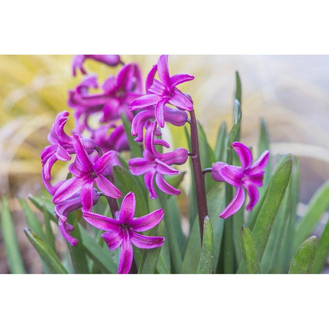 Washington State-Bellevue Hyacinth Gold Ornate Wood Framed Art Print with Double Matting by Tilley, Rob