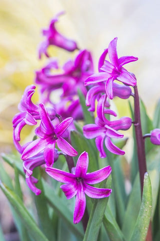 Washington State-Bellevue Hyacinth White Modern Wood Framed Art Print with Double Matting by Tilley, Rob