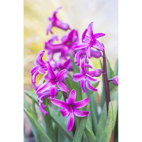 Washington State-Bellevue Hyacinth Black Modern Wood Framed Art Print by Tilley, Rob