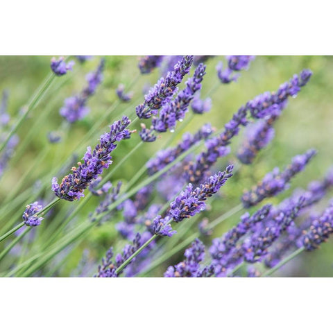 Washington State-Bellevue Lavender Gold Ornate Wood Framed Art Print with Double Matting by Tilley, Rob