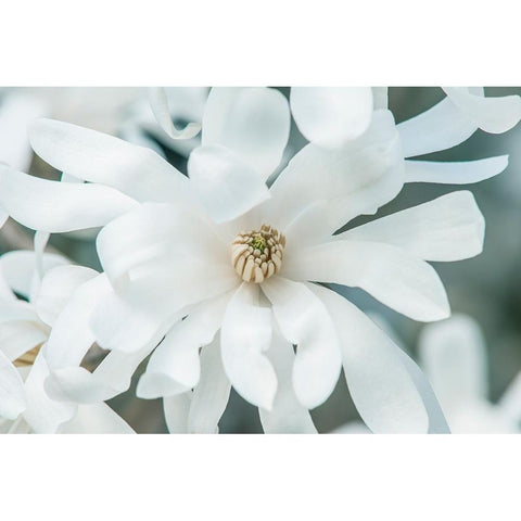 Washington State-Bellevue Star magnolia White Modern Wood Framed Art Print by Tilley, Rob