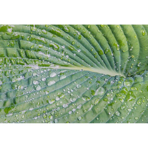 Washington State-Bellevue Water drops on hosta Black Modern Wood Framed Art Print with Double Matting by Tilley, Rob