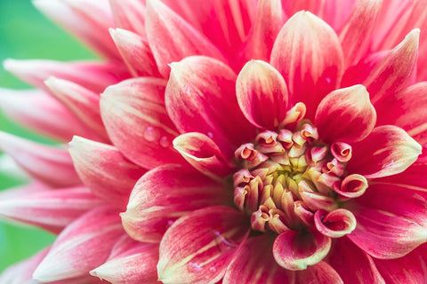 Washington State-Seattle Dahlia Black Ornate Wood Framed Art Print with Double Matting by Tilley, Rob