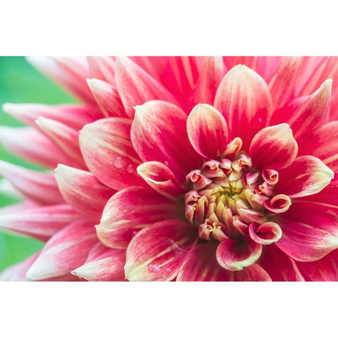 Washington State-Seattle Dahlia Black Modern Wood Framed Art Print by Tilley, Rob