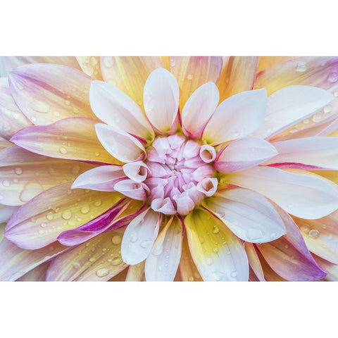 Washington State-Seattle Dahlia Black Modern Wood Framed Art Print by Tilley, Rob