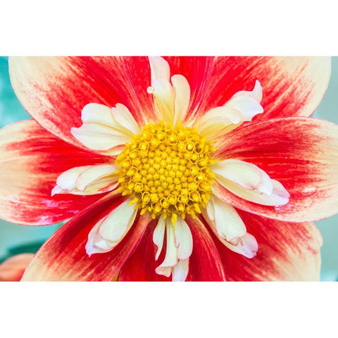 Washington State-Seattle Dahlia Black Modern Wood Framed Art Print with Double Matting by Tilley, Rob