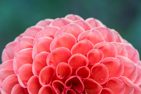 Washington State-Seattle Dahlia Black Ornate Wood Framed Art Print with Double Matting by Tilley, Rob