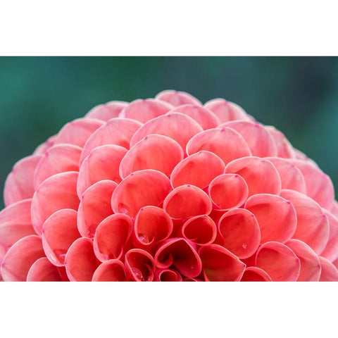 Washington State-Seattle Dahlia Gold Ornate Wood Framed Art Print with Double Matting by Tilley, Rob