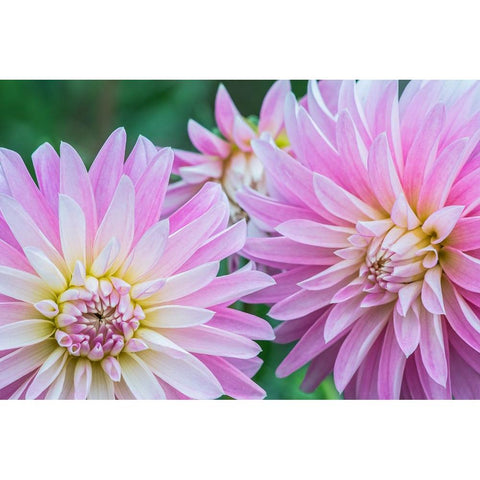 Washington State-Seattle Dahlia Gold Ornate Wood Framed Art Print with Double Matting by Tilley, Rob