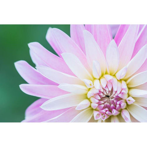 Washington State-Seattle Dahlia Black Modern Wood Framed Art Print by Tilley, Rob