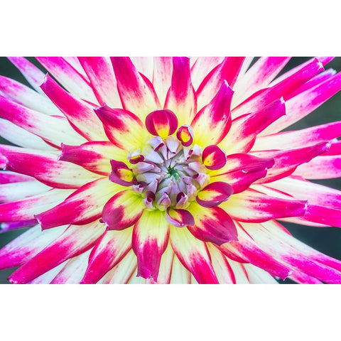 Washington State-Seattle Dahlia White Modern Wood Framed Art Print by Tilley, Rob