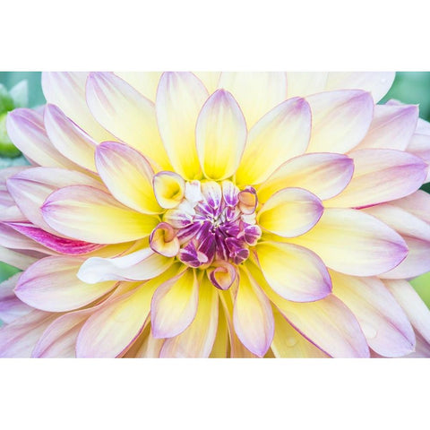 Washington State-Seattle Dahlia White Modern Wood Framed Art Print by Tilley, Rob