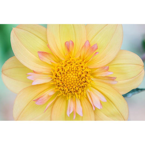 Washington State-Seattle Dahlia Black Modern Wood Framed Art Print by Tilley, Rob