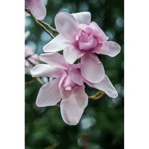 Washington State-Seattle Magnolia Black Modern Wood Framed Art Print by Tilley, Rob