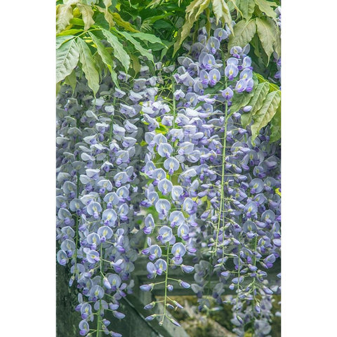 Washington State-Seattle Wisteria Black Modern Wood Framed Art Print by Tilley, Rob