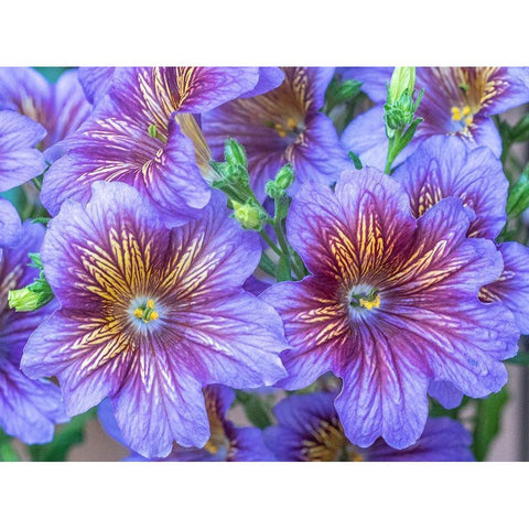 Washington State-Sammamish-Painted tongue flowering during the summer months design and pattern Black Modern Wood Framed Art Print by Gulin, Sylvia