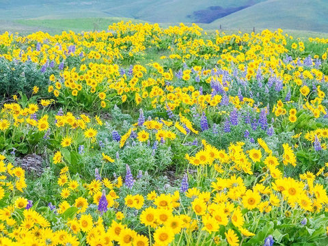 Washington State-Dalles Mountain State Park springtime blooming Lupine and Arrow-leaf Balsamroot Black Ornate Wood Framed Art Print with Double Matting by Gulin, Sylvia