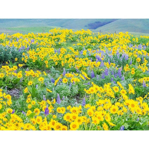 Washington State-Dalles Mountain State Park springtime blooming Lupine and Arrow-leaf Balsamroot Gold Ornate Wood Framed Art Print with Double Matting by Gulin, Sylvia