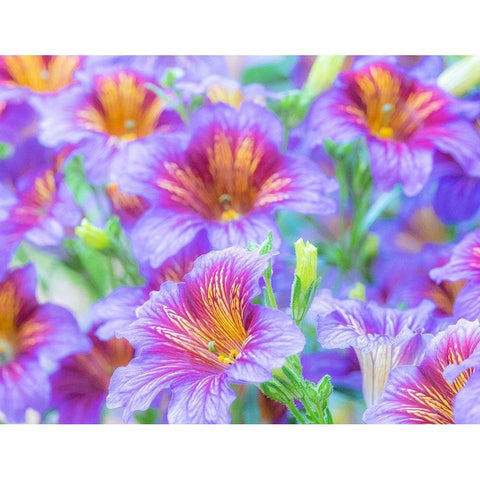 Washington State-Sammamish-Painted tongue flowering during the summer months design and pattern Black Modern Wood Framed Art Print by Gulin, Sylvia