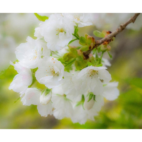 Washington State-Seattle-Washington Arboretum-Springtime cherry blooming Black Modern Wood Framed Art Print by Gulin, Sylvia