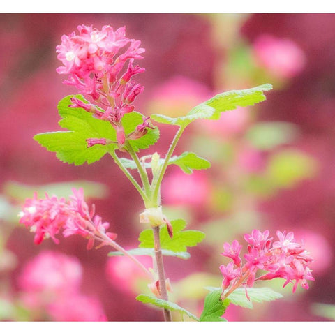 Washington State-Sammamish-spring flowering Currant Black Modern Wood Framed Art Print with Double Matting by Gulin, Sylvia