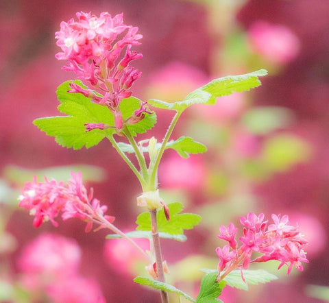 Washington State-Sammamish-spring flowering Currant White Modern Wood Framed Art Print with Double Matting by Gulin, Sylvia