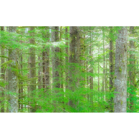 Washington State Hump tulips Hemlock evergreen forest Black Modern Wood Framed Art Print by Gulin, Sylvia