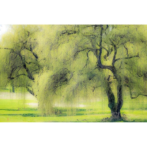 Washington State-Medina spring greens willow tree Black Modern Wood Framed Art Print with Double Matting by Gulin, Sylvia