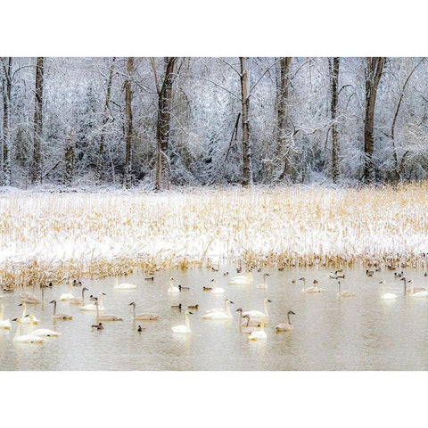 Washington State-Fall City flooded pond with winters fresh snow and Trumpeter swans and ducks Black Modern Wood Framed Art Print by Gulin, Sylvia