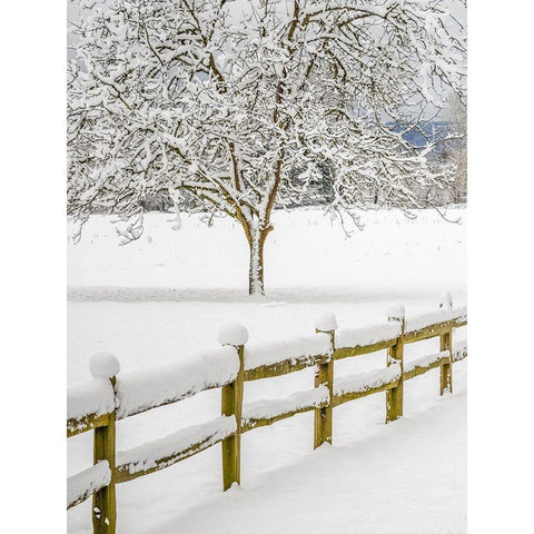 Washington State-Fall City-fresh snow on trees and fence Black Modern Wood Framed Art Print by Gulin, Sylvia